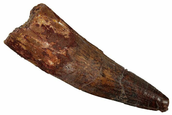 Fossil Spinosaurus Tooth - Real Dinosaur Tooth #340335